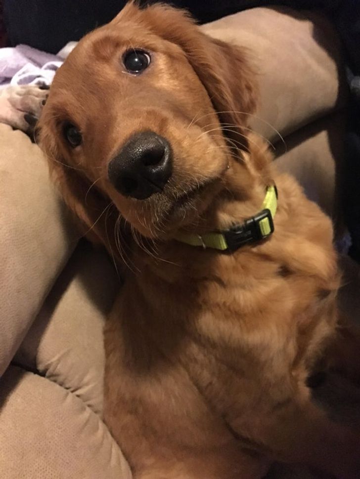 Golden retriever lying in couch