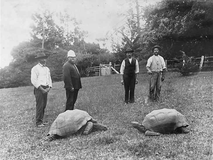 Jonathan (left) and another tortoise at Plantation House, c. 1886