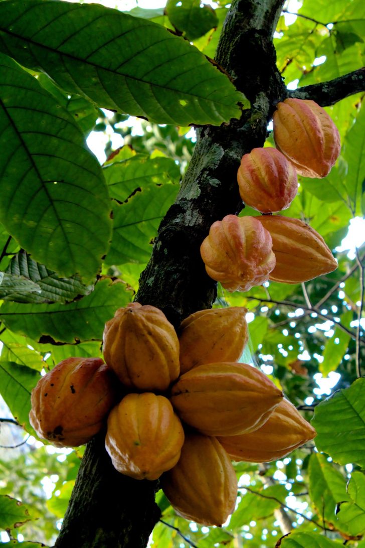 This Is How Our Favorite Foods Look in Their Natural Habitats