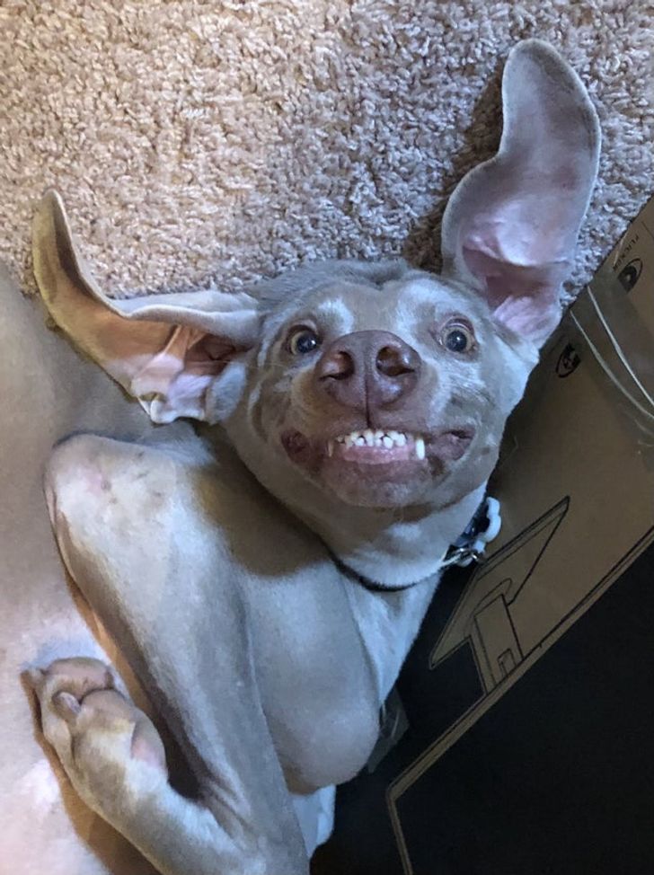 25 Animals Whose Vivid Emotions Would Even Make Gloomy Gus Smile