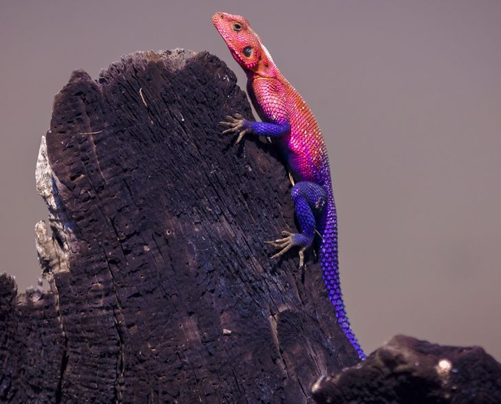 There's a Lizard That Looks Like Spider-Man, and We Can't Decide Who Wore  the Suit Better / Bright Side