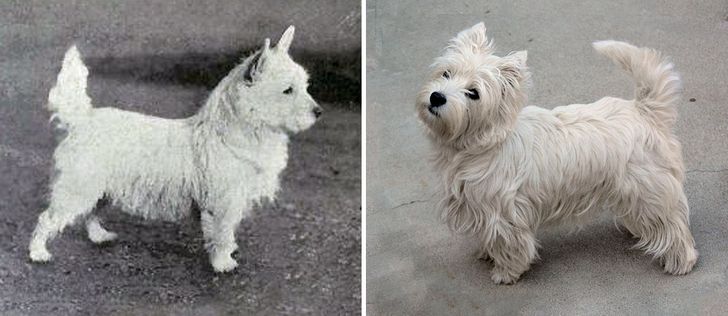 How Dog Breeds Have Changed Over the Last 100 Years