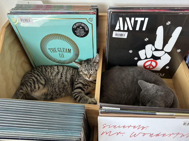 Two Record Store Cats Nap in the A’s and Are For Sale Only at $4 Million Apiece