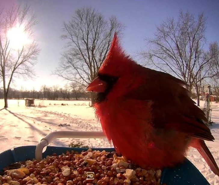 The Very First Visitor at a New Bird Feeder Camera