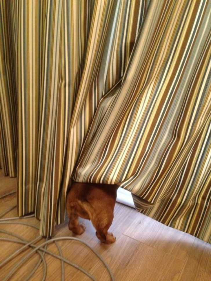 20 dogs who think they’ve found the perfect hiding place