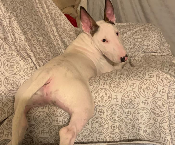 25+ Pics That Prove Bull Terriers Are Anything but Mean Bullies