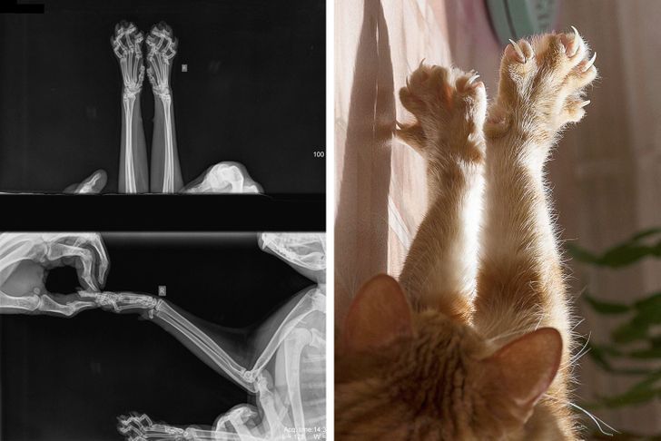 15 X-Ray Shots That Easily Uncover The World’s Deepest Secrets