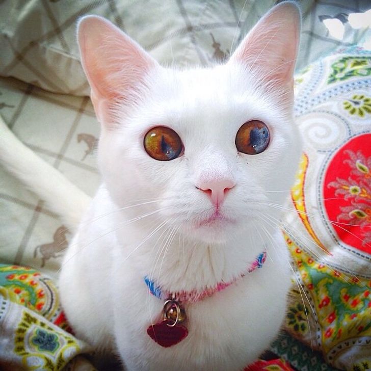 so beautiful cat
