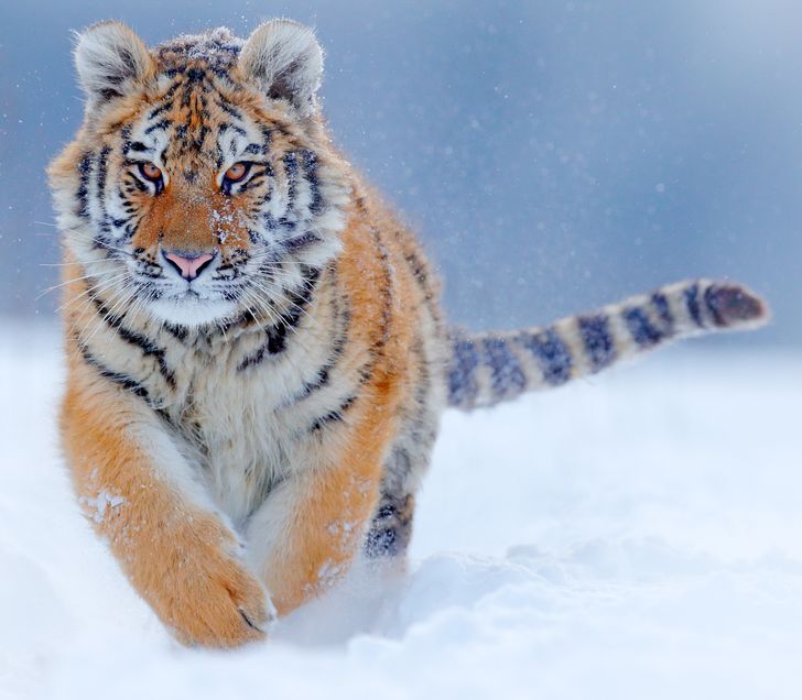 People Have Voted for the Most Beautiful Animals on Earth, and the Results Are Admirable
