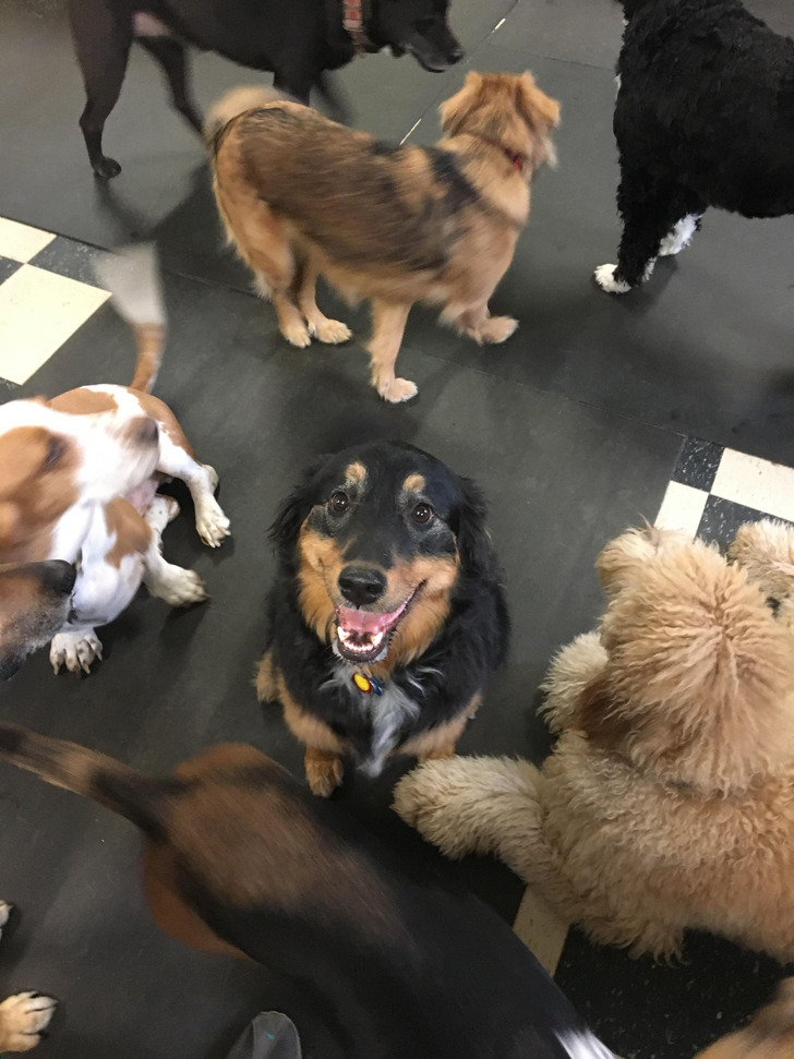 A Doggie Daycare Worker Whose Job Is Being Distracted by Dogs