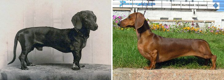 How Dog Breeds Have Changed Over the Last 100 Years