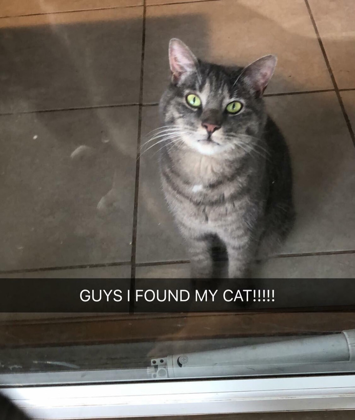 Two Months Gone and Found Under a Work Van a Few Houses Down