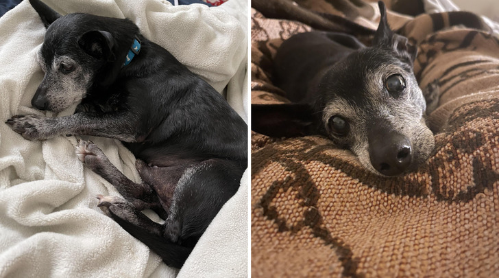 A 12-Year-Old Dog Who Was Still Wary on Day Two, and 8 Months Later Falls Asleep Staring at His Person