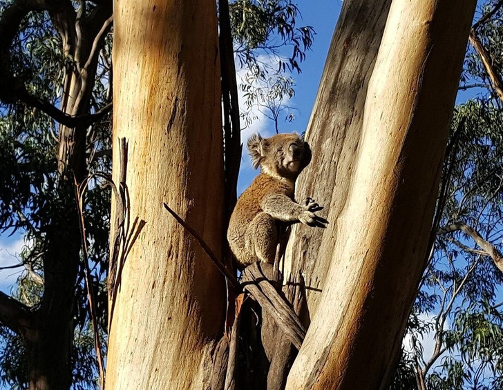 A koala in a eucalyptus tree, the kind of find Bear signals