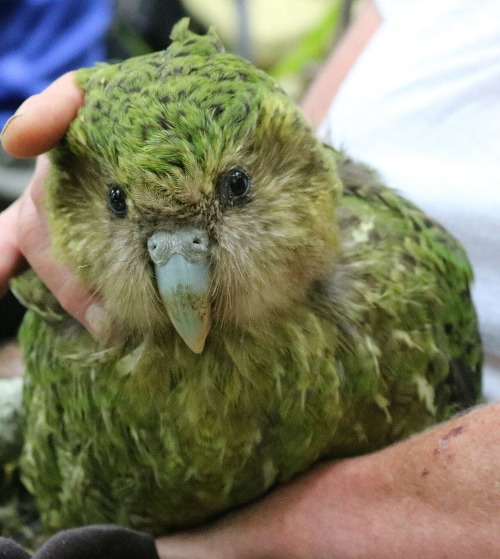 A kākāpō in New Zealand