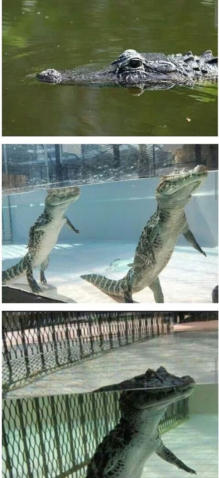 Njerëzit që zbuluan se i kanë gënjyer për gjërat më të thjeshta