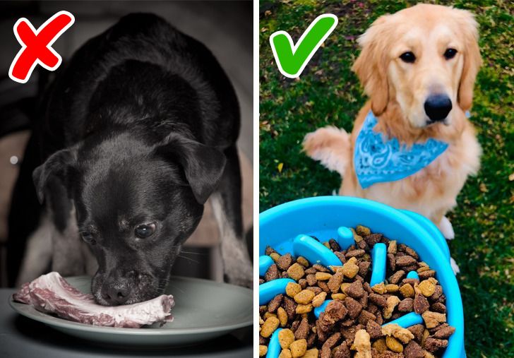 Dog eating raw meat vs. dog eating dog food.