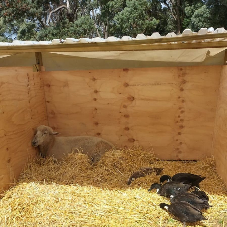 Barney, a Rescue Sheep Who Shares His Bed Only With the Ducks