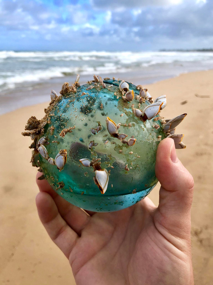 Closeup of a hand holding a ball with shells on it, beach in background.