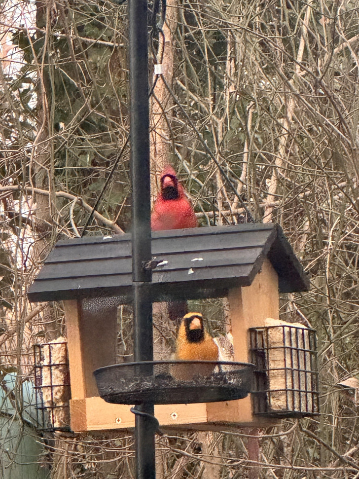 A Yellow Cardinal Who Became a Regular, and Got a Name