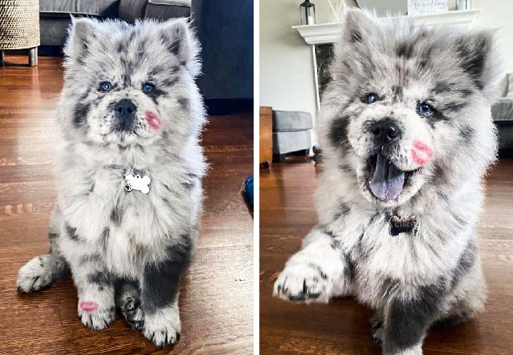 20 Reasons Why a Chow Chow Can Be Both a Fluffy Disaster and a Hurricane of Joy
