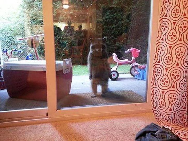25 animals who are really, really eager to come inside