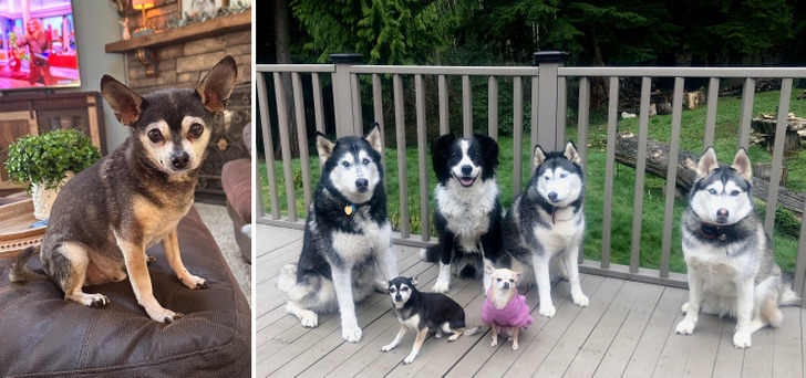 Bruiser, 19, a Chihuahua Who Runs a House With Three Huskies
