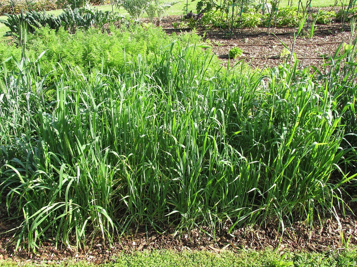 Red Fife wheat growing on Maui, 2016