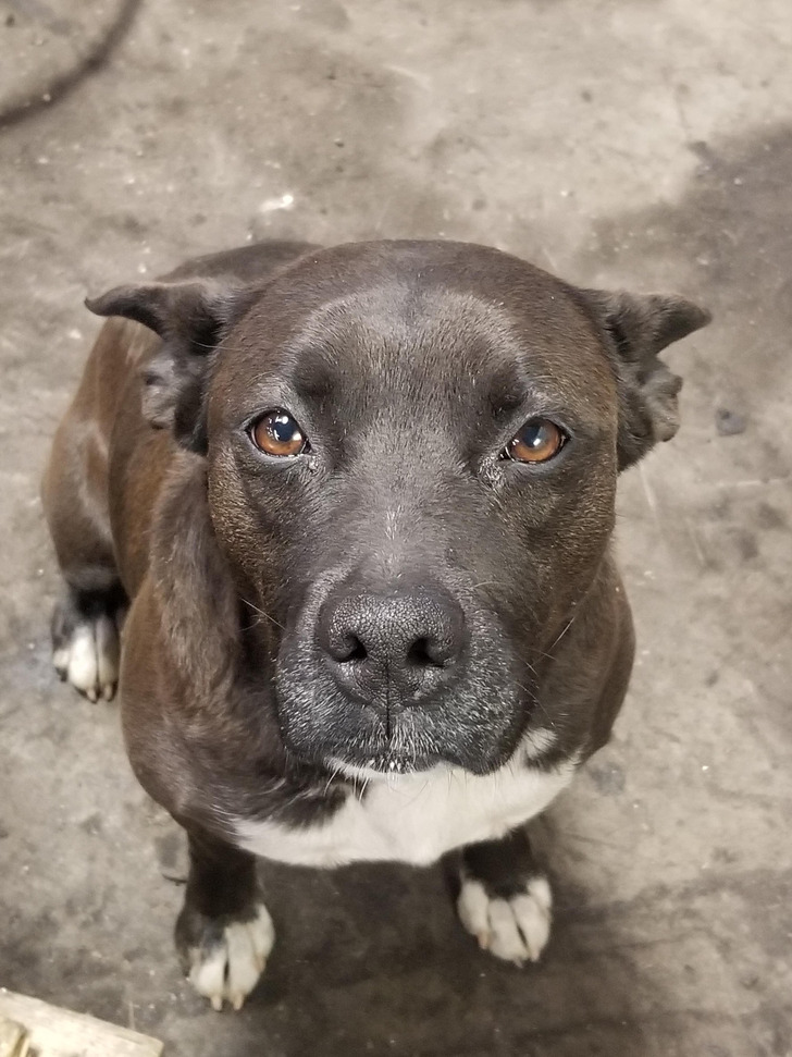 A Stray Who Became the Machine Shop Mascot and Refused to Go Home