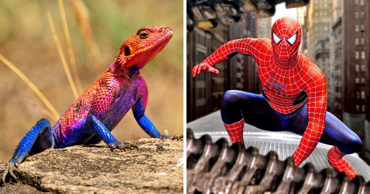 There's a Lizard That Looks Like Spider-Man, and We Can't Decide Who Wore  the