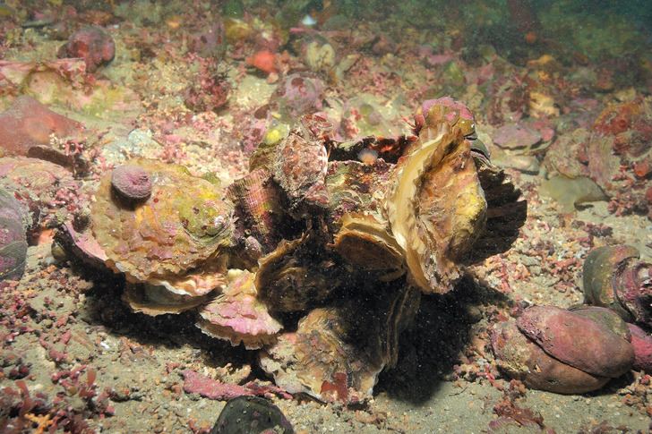 Live European flat oysters, the native species, off Brittany, France