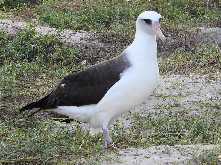 Wisdom arrives on Midway Atoll, November 2025