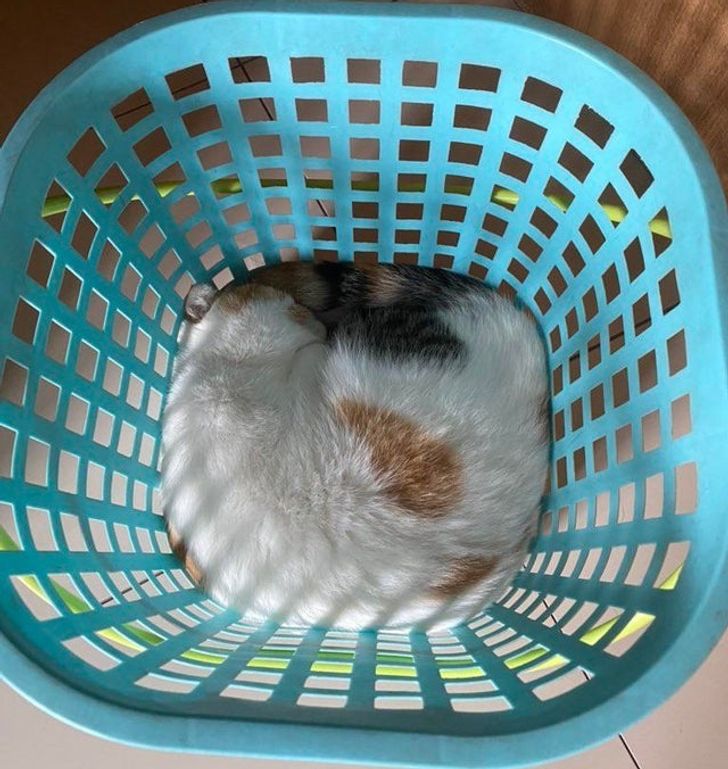 15 Photos That Prove Cats Are Liquid