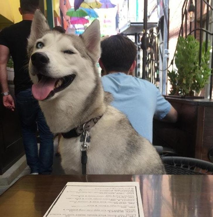White and gray husky winking at owner