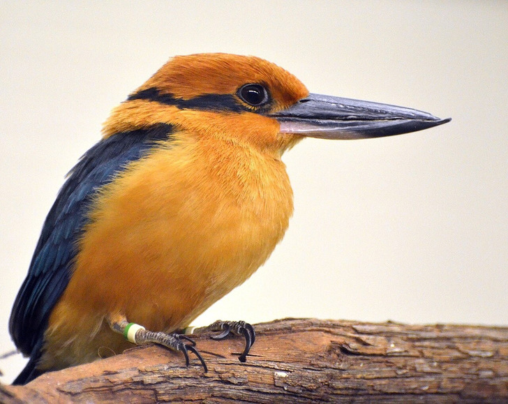 A sihek, or Guam kingfisher, in a zoo