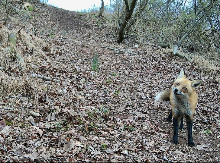 A Red Fox Wandered Past a Trail Cam in the Woods Behind Someone’s House