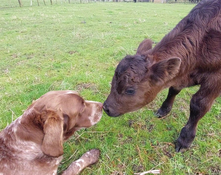 15 Photos That Show Sweet and Unlikely Bonds Between Animals
