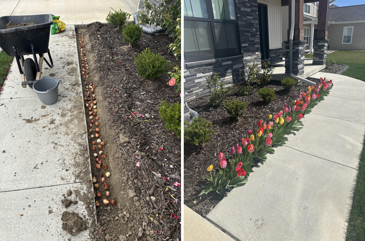 100 Tulip Bulbs in One Front Bed, and a Husband Who Thought It Was Crazy