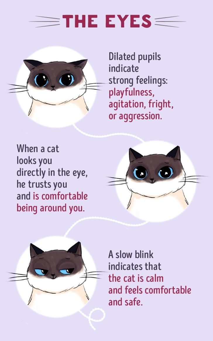 How to Find a Common Language With Your Cat