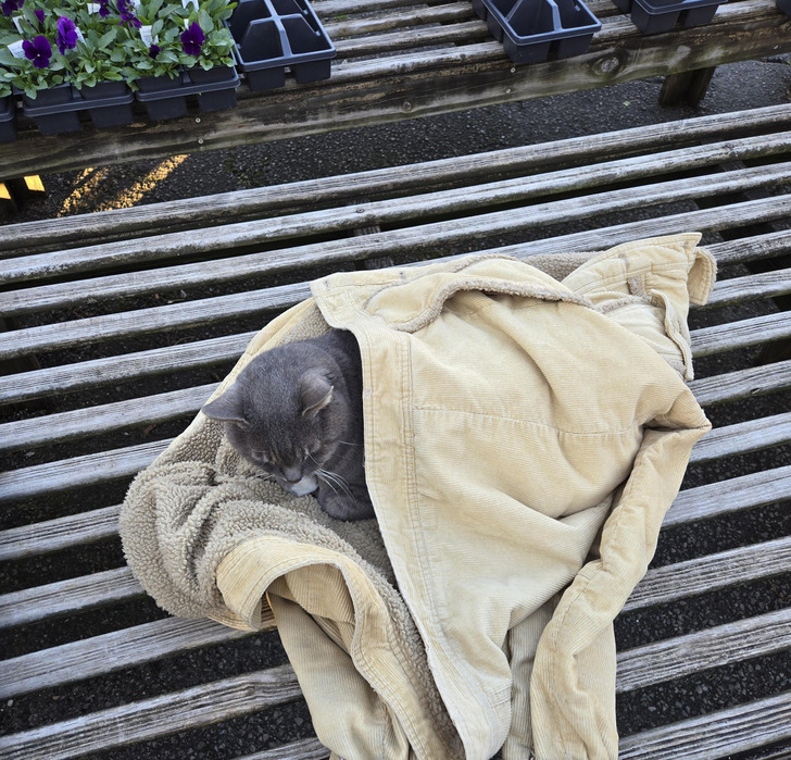 Someone Tucked a Garden Shop Cat Into Their Own Jacket, Then Walked Away
