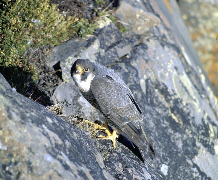 A peregrine falcon at its nest
