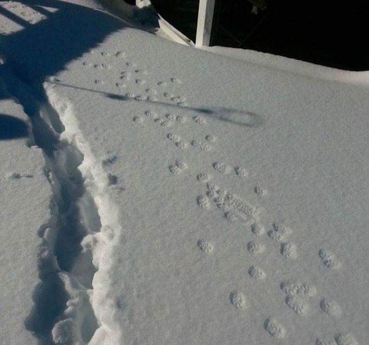 28 Icy Photos Proving Winter Is Not for the Faint-Hearted