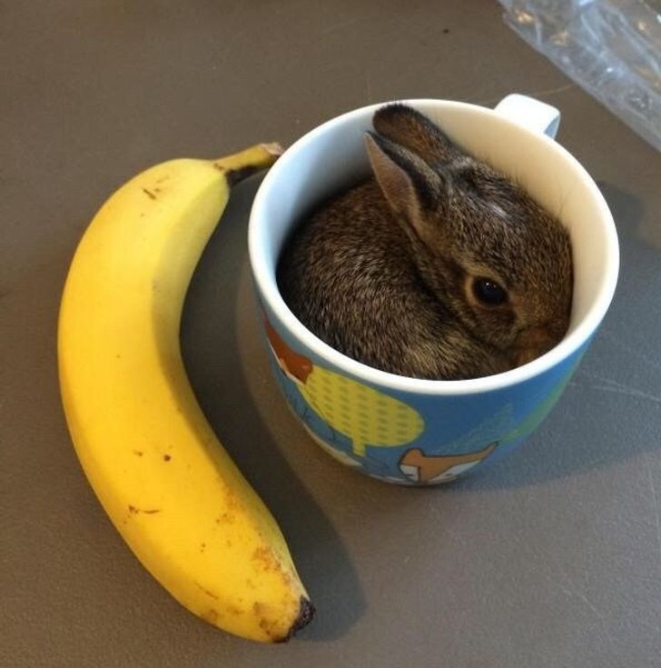 30 Adorable Bunnies To Put You In The Easter Spirit