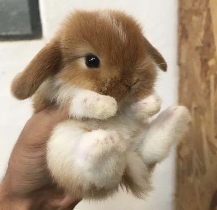 30+ Adorable Bunnies to Put You in the Easter Spirit