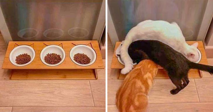 20 Photos Proving That Cat Logic Is Hilarious