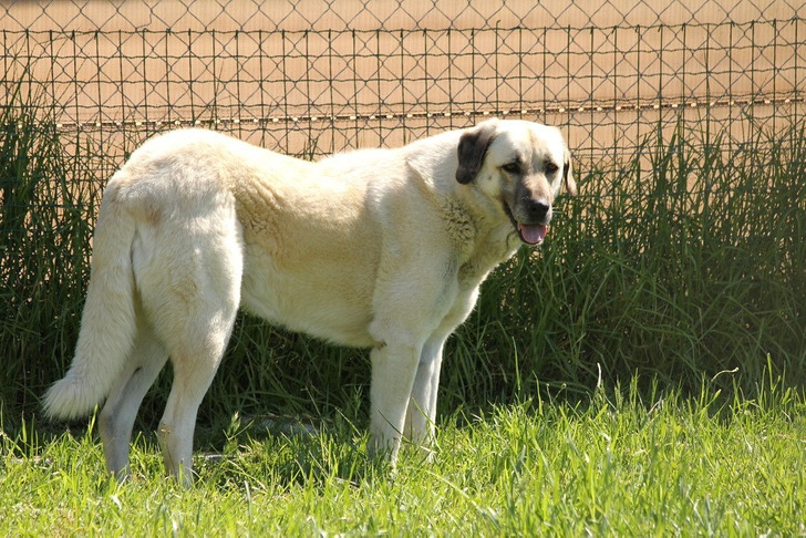 An Anatolian shepherd dog (not in Namibia)