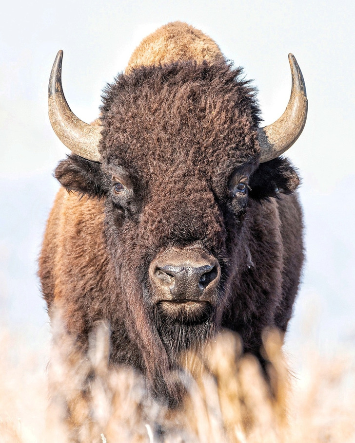 A Bison That Grazed for 6 Hours Before Looking Up for 3 Seconds