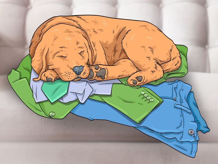 ทำไมสุนัขถึงนอนบนเสื้อผ้า