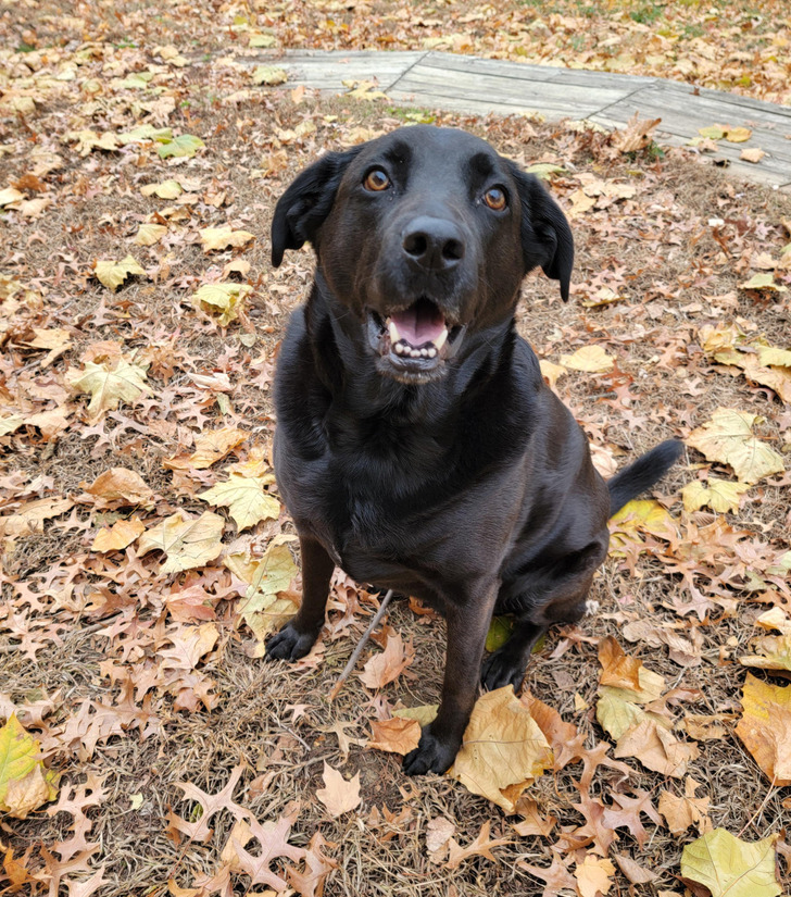 A Shelter Lab Mix Whose Short Fur Kept Shedding Like a Husky's