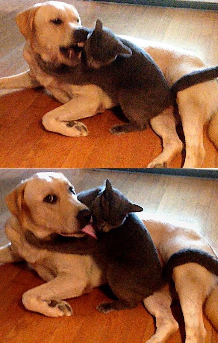 20 Funny Pics Of Cats And Dogs Living Together